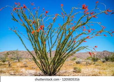 A spiny stems Ocotillo in Joshua National Park, California