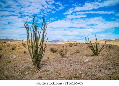 A spiny stems Ocotillo in Palm Springs, California
