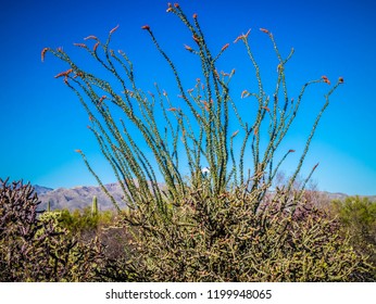 A spiny stems Ocotillo in Saguaro National Park, Arizona