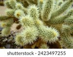 Spiny Teddy-bear cholla (Cylindropuntia bigelovii), Cholla Cactus Garden Trail, Joshua Tree National Park, Desert Center, California, USA