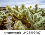 Spiny Teddy-bear cholla (Cylindropuntia bigelovii), yellow flowering, Cholla Cactus Garden Trail, Joshua Tree National Park, Desert Center, California, USA