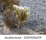 The spiny teddy-bear cholla (Cylindropuntia bigelovii) in desert lands of Arizona. 