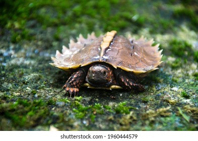 Spiny Terrapin Spiny Turtle Cogwheel Turtle Stock Photo 1960444579 ...
