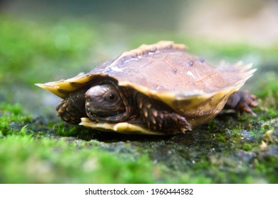 Spiny Turtle Images, Stock Photos & Vectors 