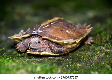 Spiny turtle Images, Stock Photos & Vectors | Shutterstock