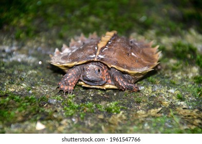 Spiny turtle Images, Stock Photos & Vectors | Shutterstock