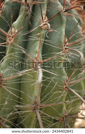 Spiny thorny cactus plant growing in the desert garden.
