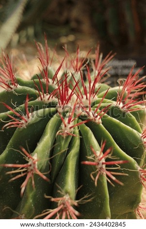Spiny thorny cactus plant growing in the desert garden.