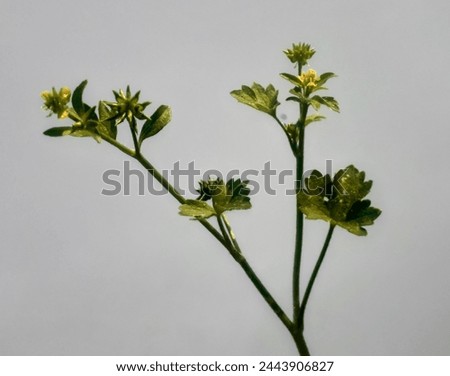 Spinyfruit buttercup plant or ranunculus muricatus isolated on white background.