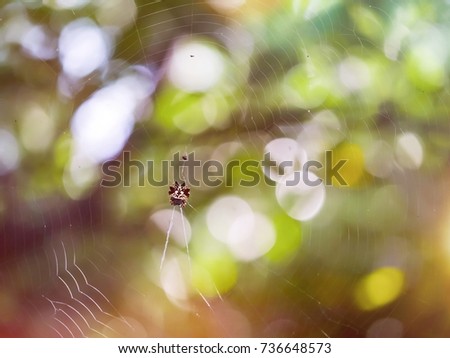 Similar – la plante blanche Flower