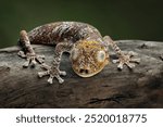 Spiny-tailed gecko (Strophurus ciliaris) closeup isolated on wood, NCloseup orthern spiny-tailed gecko 