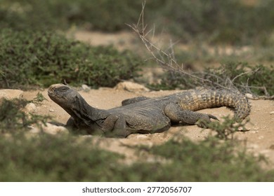 Spiny-tailed lizard basking in sun at Saar, Bahrain
