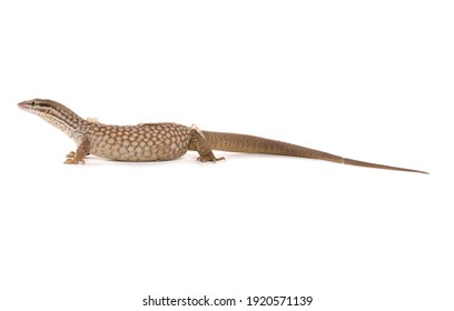 Spiny-tailed Monitor isolated on a white background
