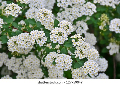 Spiraea alpine spring flower - white flowering shrub - Powered by Shutterstock