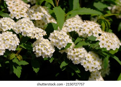 937 Spiraea cantoniensi Images, Stock Photos & Vectors | Shutterstock