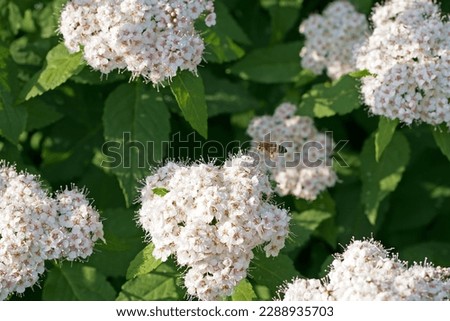 Spiraea cantoniensis, masses of white flowers in inflorescence, close up. Bridalwreath spirea or Cape may is hedging shrub and flowering plant, with pompom-like clusters, of the rose family, Rosaceae.