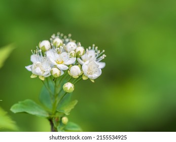 Spiraea chamaedryfolia or germander meadowsweet or elm-leaved spirea white flowers with green background. Magnificent shrub Spiraea chamaedryfolia