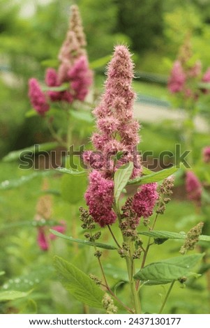 Spiraea douglasii, hardhack steeplebush with pink blossoms