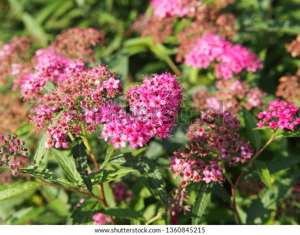 Spiraea Japonica Anthony Waterer Japanese Meadowsweet Stock Photo Edit Now