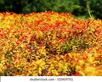 Spirea Goldflame Images Stock Photos Vectors Shutterstock