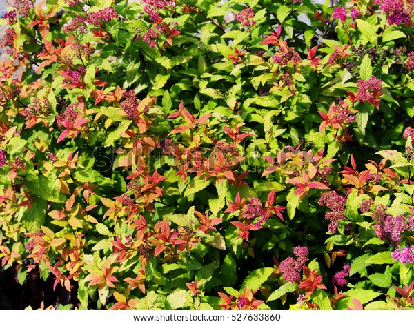 Spiraea Japonica Goldflame Japanese Meadowsweet Japanese Stock Photo Edit Now