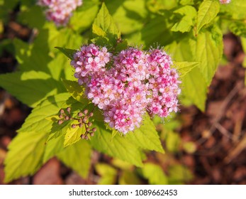 Spirea Goldmound Images Stock Photos Vectors Shutterstock