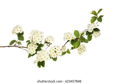 Spiraea Japonica, Japanese Meadowsweet, Flowers And Foliage Isolated Against White