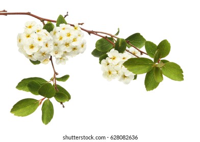 Spiraea Japonica, Japanese Meadowsweet, Flowers And Foliage Isolated Against White