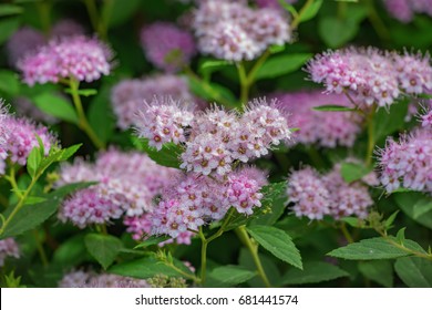 Japanese Spirea High Res Stock Images Shutterstock