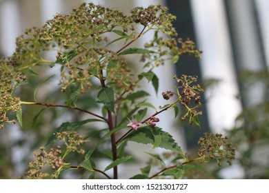 A spiraea meadow sweets with tiny pink flowers. 3285