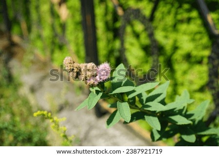 Spiraea salicifolia blooms in August. Spiraea salicifolia, the bridewort, willow-leaved meadowsweet, spice hardhack, or Aaron's beard, is a species of flowering plant in the family Rosaceae. Berlin