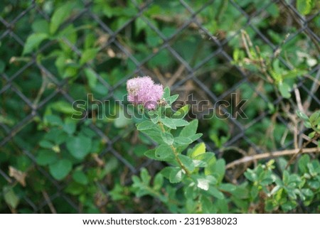Spiraea salicifolia blooms pink in June. Spiraea salicifolia, the bridewort, willow-leaved meadowsweet, spice hardhack, or Aaron's beard, is a species of flowering plant in the family Rosaceae. Berlin