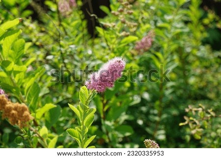 Spiraea salicifolia blooms pink in June. Spiraea salicifolia, the bridewort, willow-leaved meadowsweet, spice hardhack, or Aaron's beard, is a species of flowering plant in the family Rosaceae. Berlin