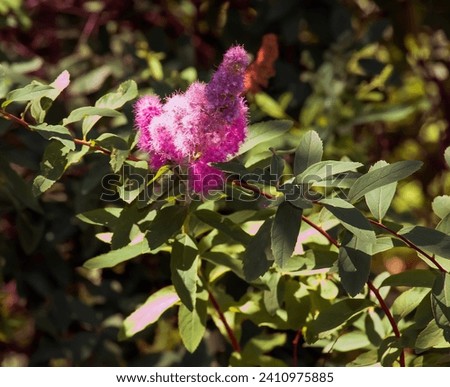 Spiraea salicifolia blooms pink. Meadowsweet, spicy hardhack, or Aaron's beard.