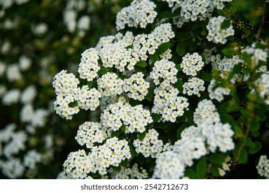 Spiraea white flowers bloom in summer - Powered by Shutterstock