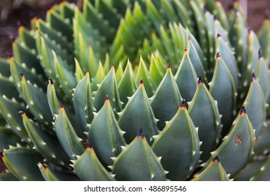 Spiral Aloe