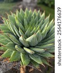 Spiral Aloe in the Garden