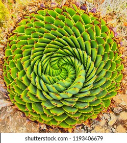 Spiral Aloe In Lesotho