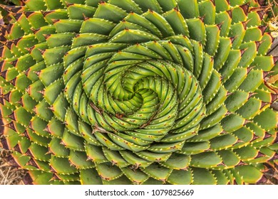 Spiral Aloe - Lesotho Traditional Plant