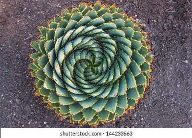 Spiral Aloe - Lesotho Traditional Plant