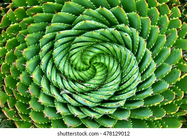 Spiral Aloe - Lesotho Traditional Plant