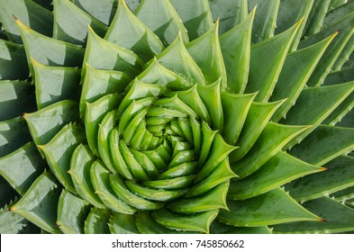 982 Spiral aloe Images, Stock Photos & Vectors | Shutterstock