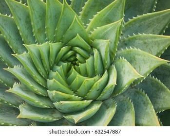 Spiral design in a succulent plant - Powered by Shutterstock