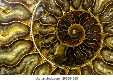 Spiral Fossilized Nautilus Shell Closeup