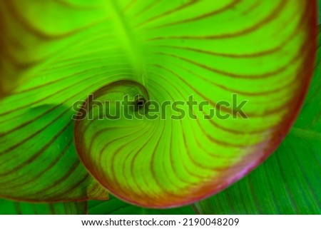 Spiral green leaf in the rainforest, natural abstract, nature background