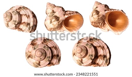 Spiral hermit crab shell isolated on white background from various angles. Front view, side view and back view of hermit crab seashell with brown and green spotted patterns.