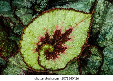 Spiral leaf of Begonia plant, macro. Snail shaped foliage rex Begonia 'Escargot' texture background. Begonias hybrid type Escargot, closeup view
