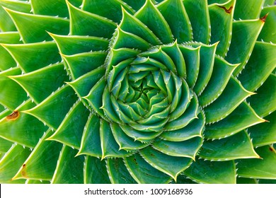 Spiral Leafed Plant