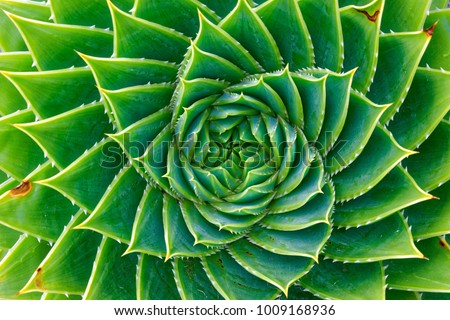 Spiral leafed plant