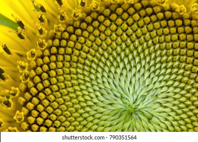 Spiral Pattern In The Center Of Sunflower Close Up Showing Beautiful Texture With Neatly And Methodically Arrangement Of Nature Creation In Shallow Depth-of-field.